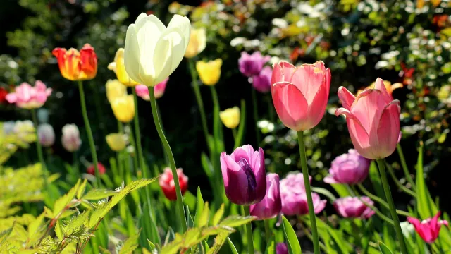 Tulpen (Foto: Redaktion Webseite) Tulpen (Foto: Redaktion Webseite)