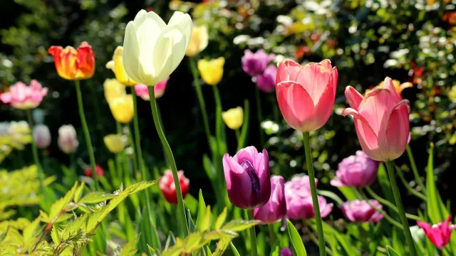 Tulpen (Foto: Redaktion Webseite) Tulpen (Foto: Redaktion Webseite)